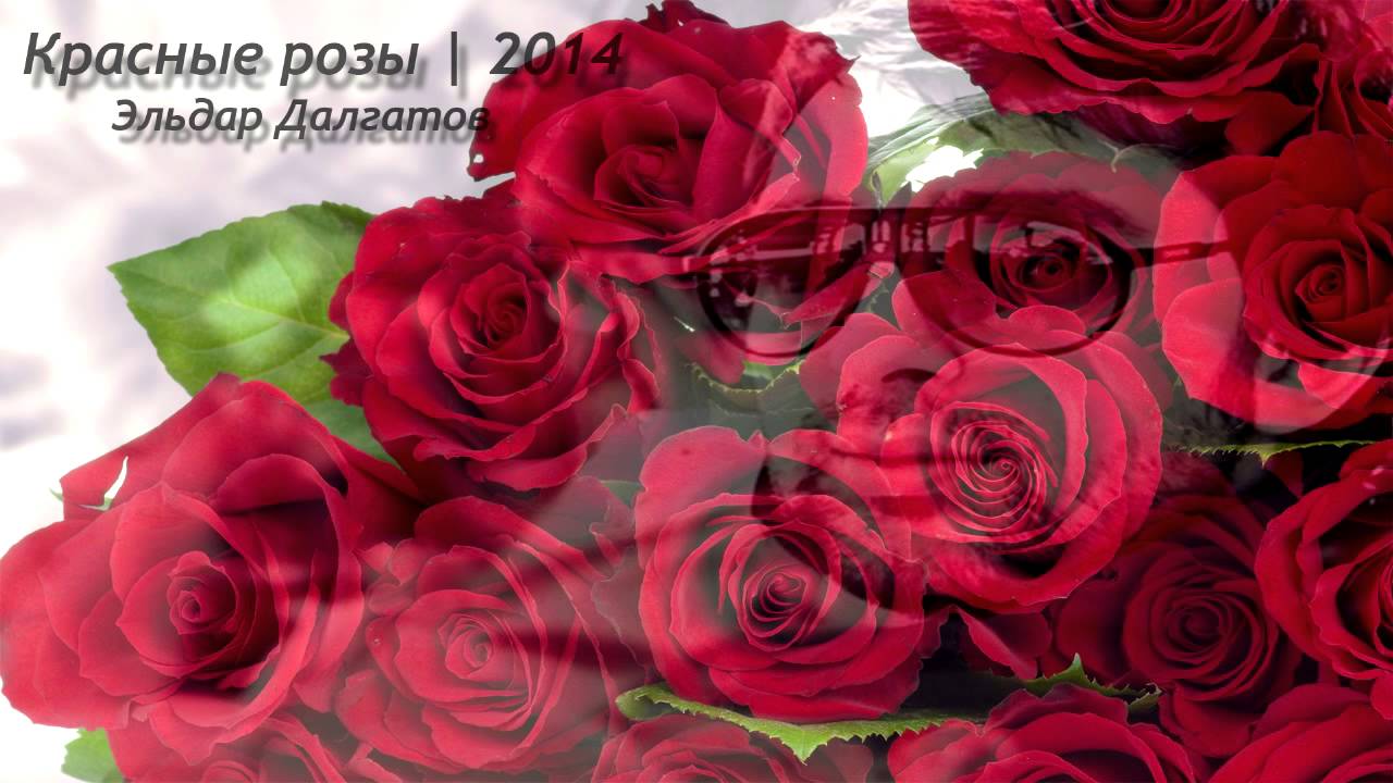 Эльдар Далгатов - Красные Розы